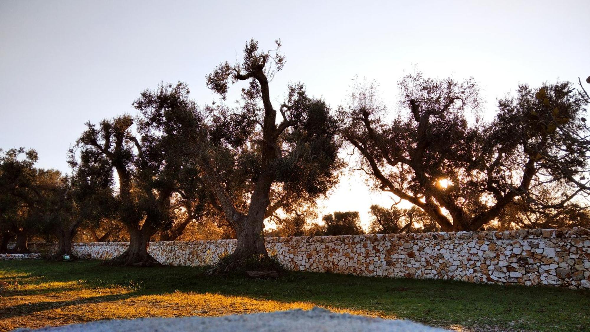 Villa Trullo Bianco Ulivo à Ostuni Extérieur photo